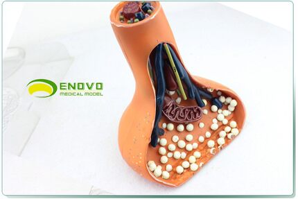 ENOVO颐诺神经突触模型化学 突触synapse医学用人体神经系统解剖