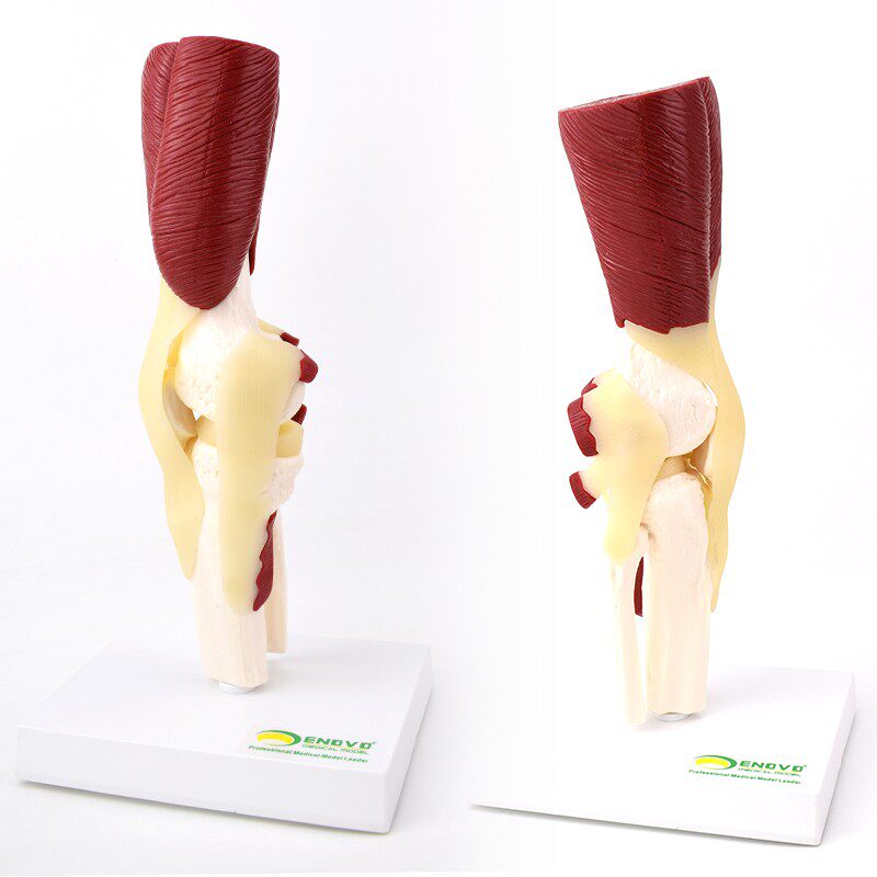 enovo颐诺人体膝关节肌肉群模型膝关节模型滑车关节半月板韧带