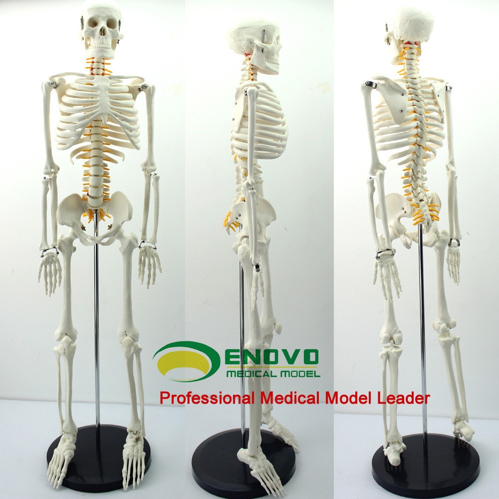 ENOVO颐诺85CM人体骨骼脊神经模型 医学用瑜伽健身教学习 骨骼模