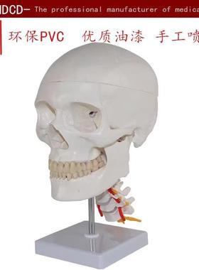 医信MDCD艺用人体头骨带颈椎骷髅头模型人体骨骼骨架模型教学演示