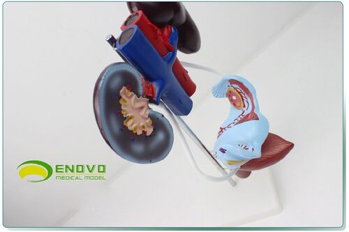 ENOVO颐诺女性泌尿生殖系统模型