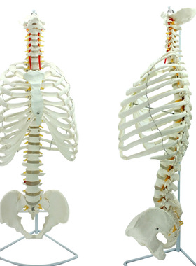MDCD海医人体脊柱胸廓结构模型 脊椎骨盆整骨胸骨肋骨胸腔骼模骨
