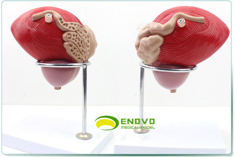 ENOVO颐诺泌尿生殖系统解剖