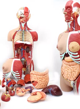 MDCD海医85CM医学人体器官系统可拆卸躯干内脏器肌肉解剖模型