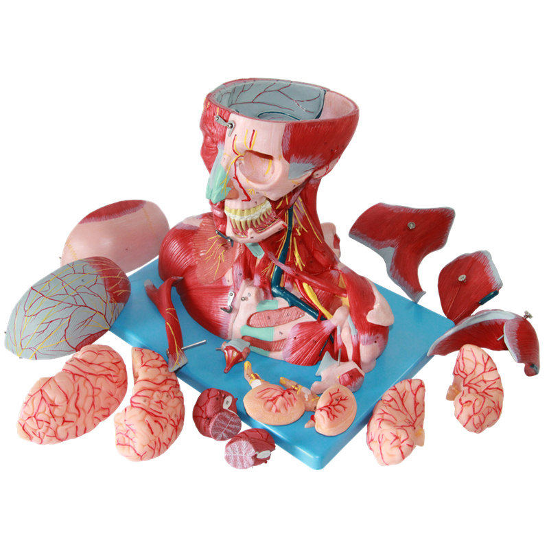 人体头脑颈部血管神经脑模型 头脑颈部血管神经脑模型 神经科 耳