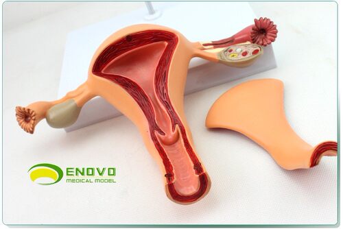 ENOVO颐诺子宫卵巢生殖结构妇