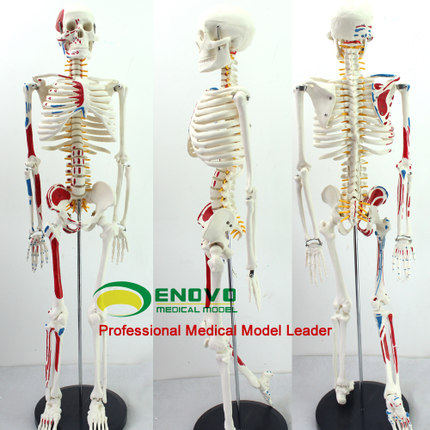 quality goods Medical Science Human Skeleton Spinal nerve heart skeleton teaching Skull anatomy specimen Modelin the Toy/Childs/Puzzle/Building block/Model , Static model , Other model toys  category - from Buy2taobao.com to provide professional Taobao agent buy service