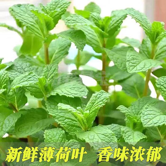 新鲜薄荷叶可食用香料留兰香烘焙点缀调酒装饰莫吉托茶饮材料