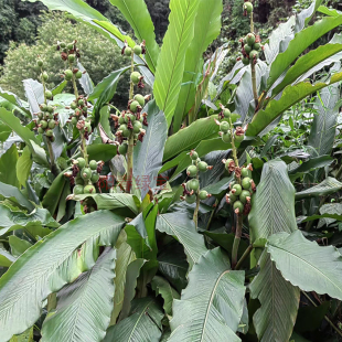 草豆蔻草寇草扣中药材新鲜草寇香料卤料飞雷子仁草寇