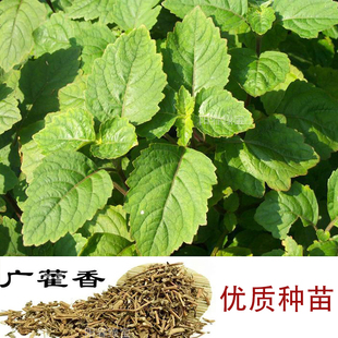 广藿香 藿香苗中草药绿植盆栽食用广藿香树苗庭院阳台种植