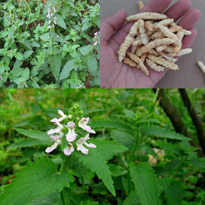 中药材土虫草土虫草阳台盆栽