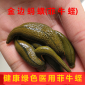 蚂蟥活体 水蛭活体养殖蚂蝗苗吸血蚂蟥水蛭素药用金边蚂蝗 菲牛蛭