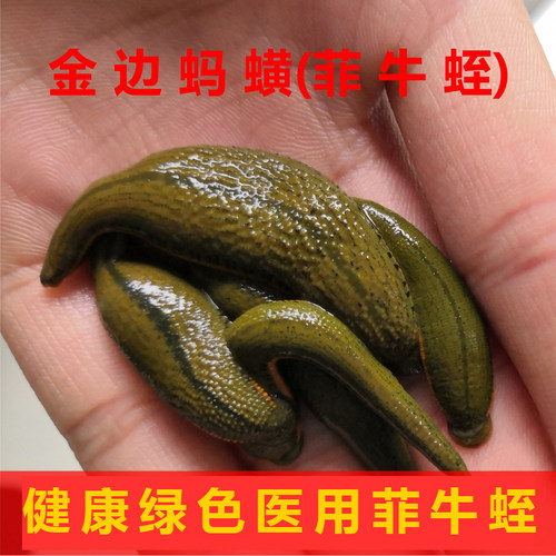 蚂蟥活体菲牛水蛭养殖吸血