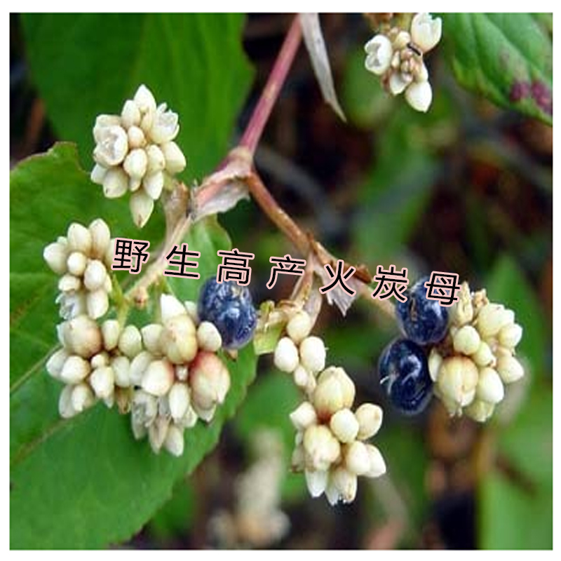 野生火炭母 火炭母苗 火炭星 赤地利白饭草火炭藤为炭星新鲜现采