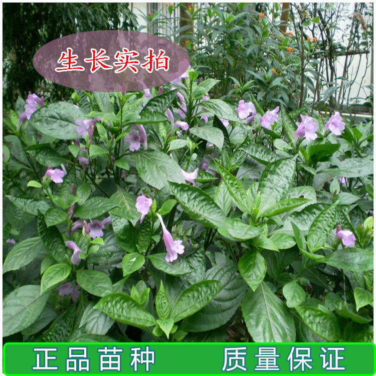 板蓝根苗 大青叶 马蓝叶 板蓝根新鲜枝叶 可观赏可食用 清热解毒