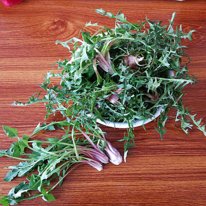 野菜蒲公英新鲜包邮婆婆丁带根纯叶子全株山东烟台现挖现发