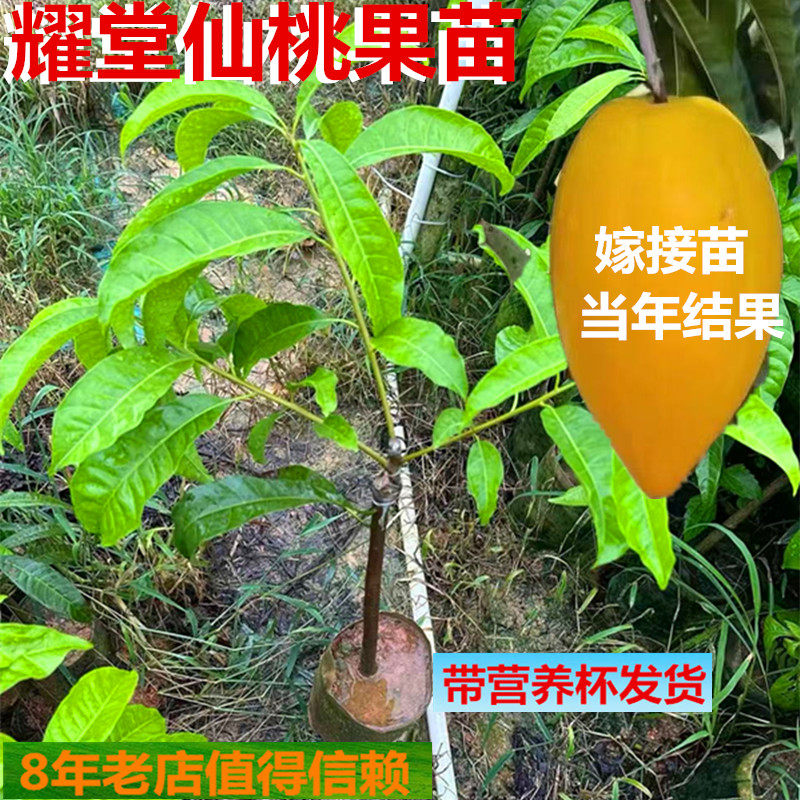 耀堂仙桃果苗嫁接苗全年可以种植