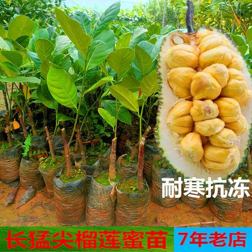 新品种长猛尖耐寒抗寒榴莲蜜树苗