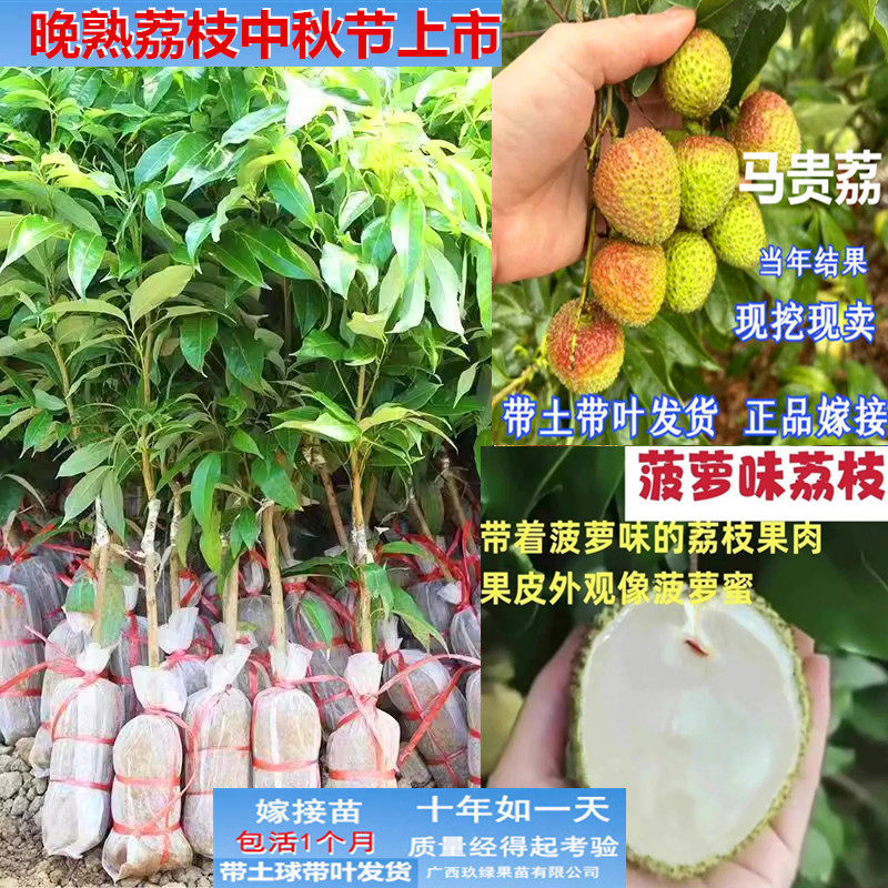 菠萝味晚熟马贵荔树苗当年结果