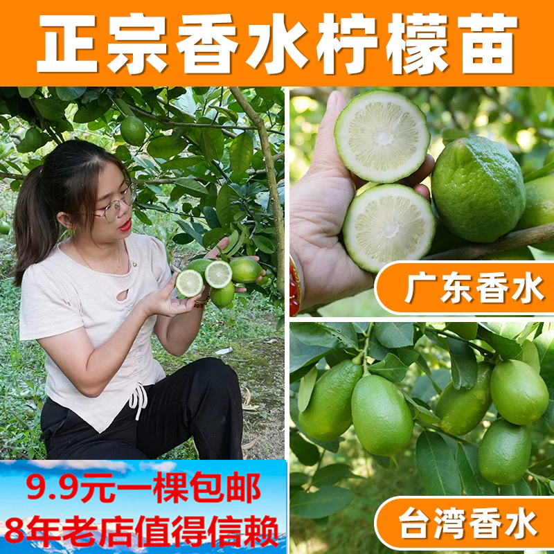 广东台湾红肉柠檬树苗四季结果