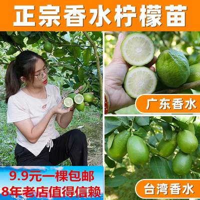 广东台湾红肉柠檬树苗四季结果