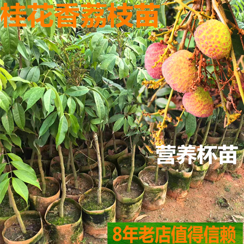 桂花香荔枝原装杯种植当年结果