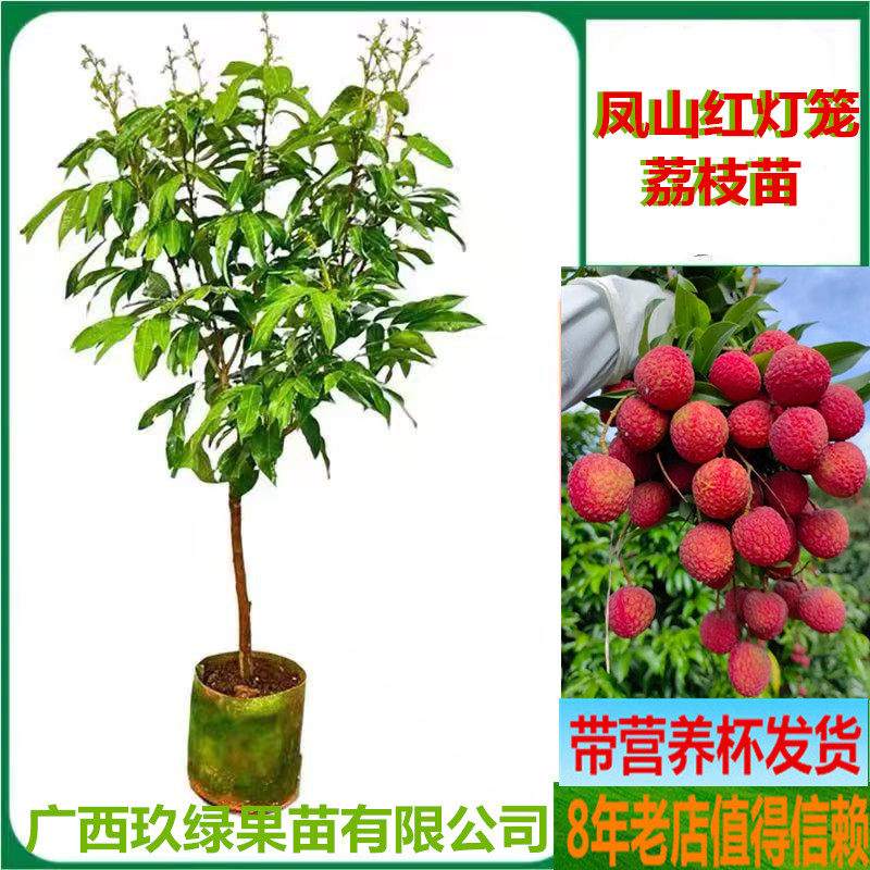 凤山红灯笼观音绿桂味荔枝树苗