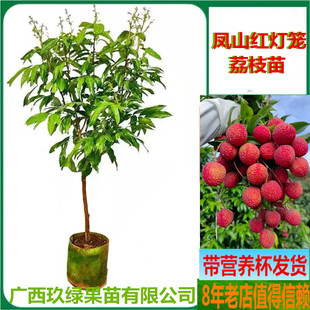 凤山红灯笼荔枝树苗观音绿桂味金煌芒果树苗柑橘树苗种植当年结果