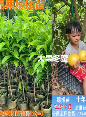 大果冬蜜6号黄宝石嫁接苗榴莲苗