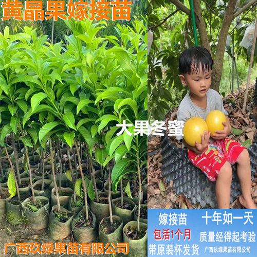 大果冬蜜6号黄宝石嫁接苗榴莲苗