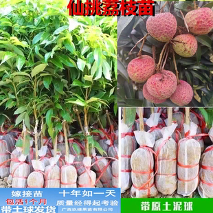 仙桃荔枝苗仙进奉冰荔白糖婴妃子笑情人荔枝树苗嫁接苗新品果树苗
