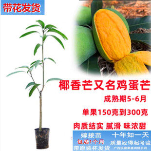 带花椰香芒果树苗台农红贵妃金煌苗当年结果泰国红肉菠萝蜜苗