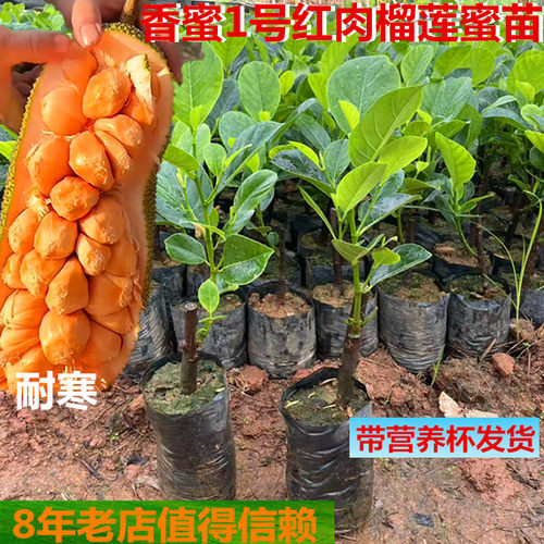 香蜜1号红肉榴莲蜜苗更耐寒抗冻