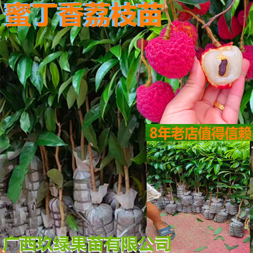 福建漳州蜜丁香嫁接荔枝树苗