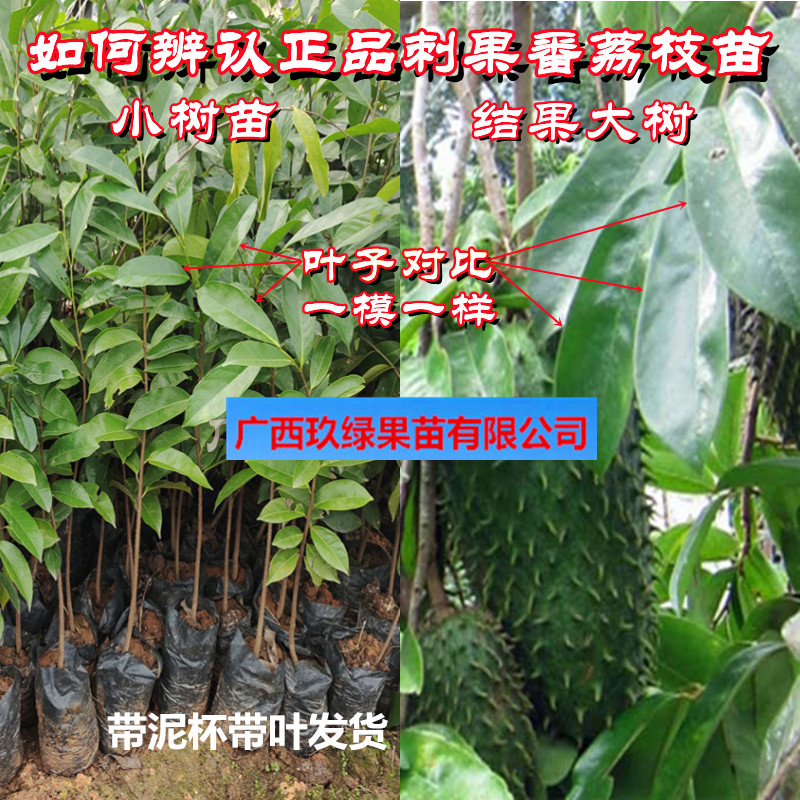 红毛榴莲越南刺果荔枝树苗