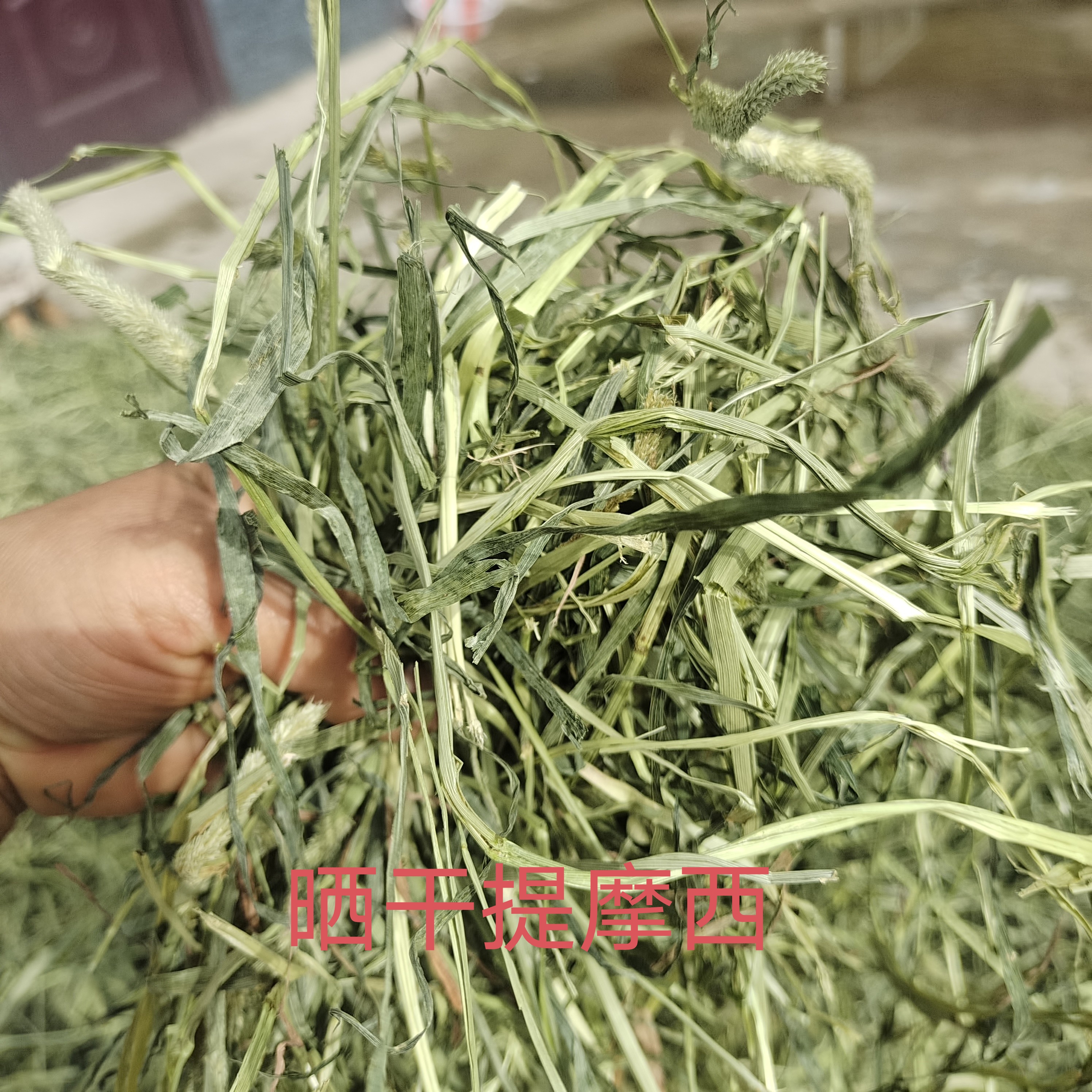 2025头茬晒干提摩西颜色绿味道香，适口性佳，适合磨牙挑食萌宠