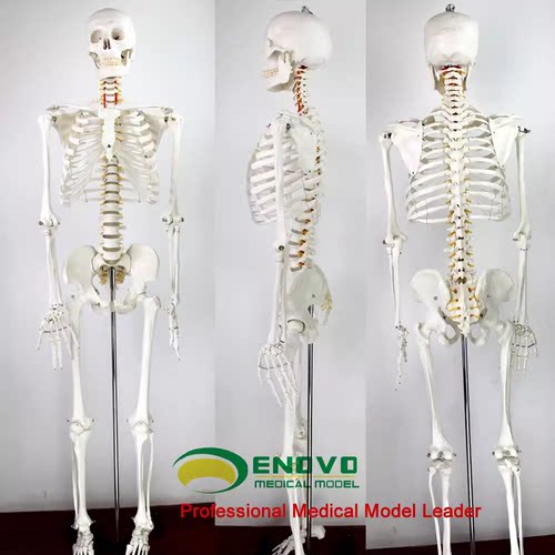 ENOVO颐诺170cm人体骨骼模型 骨架标本模型美术医学艺用可拆卸骨