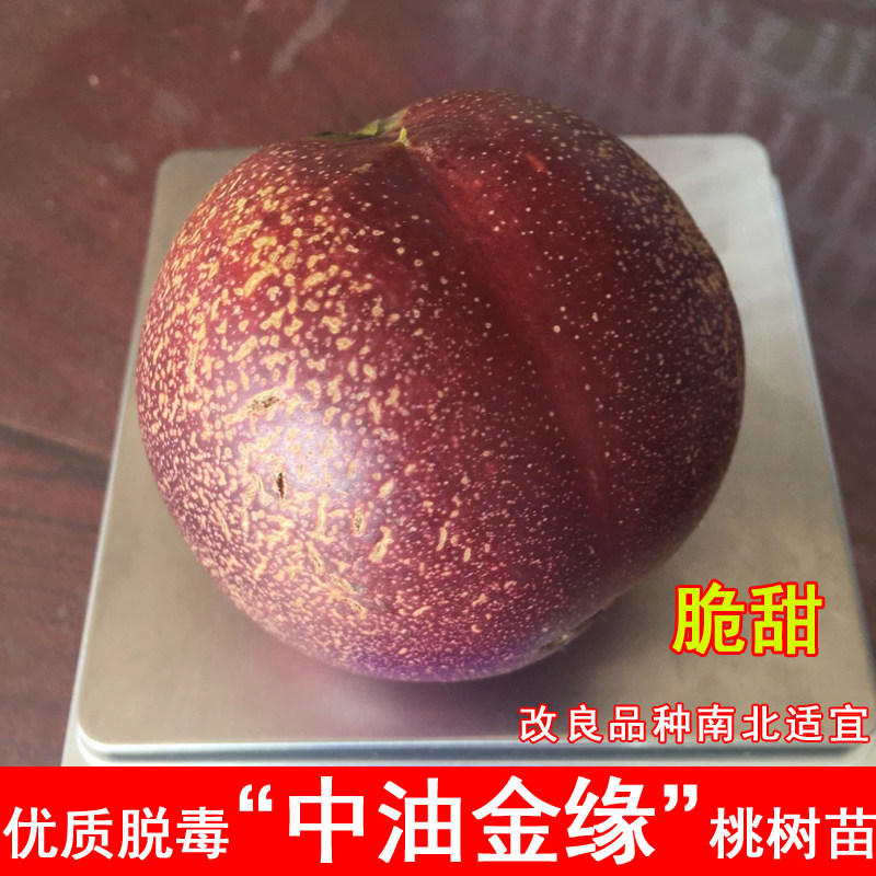 嫁接中油金缘桃树苗新品种油桃苗盆地栽北南方种植当年结果果树苗