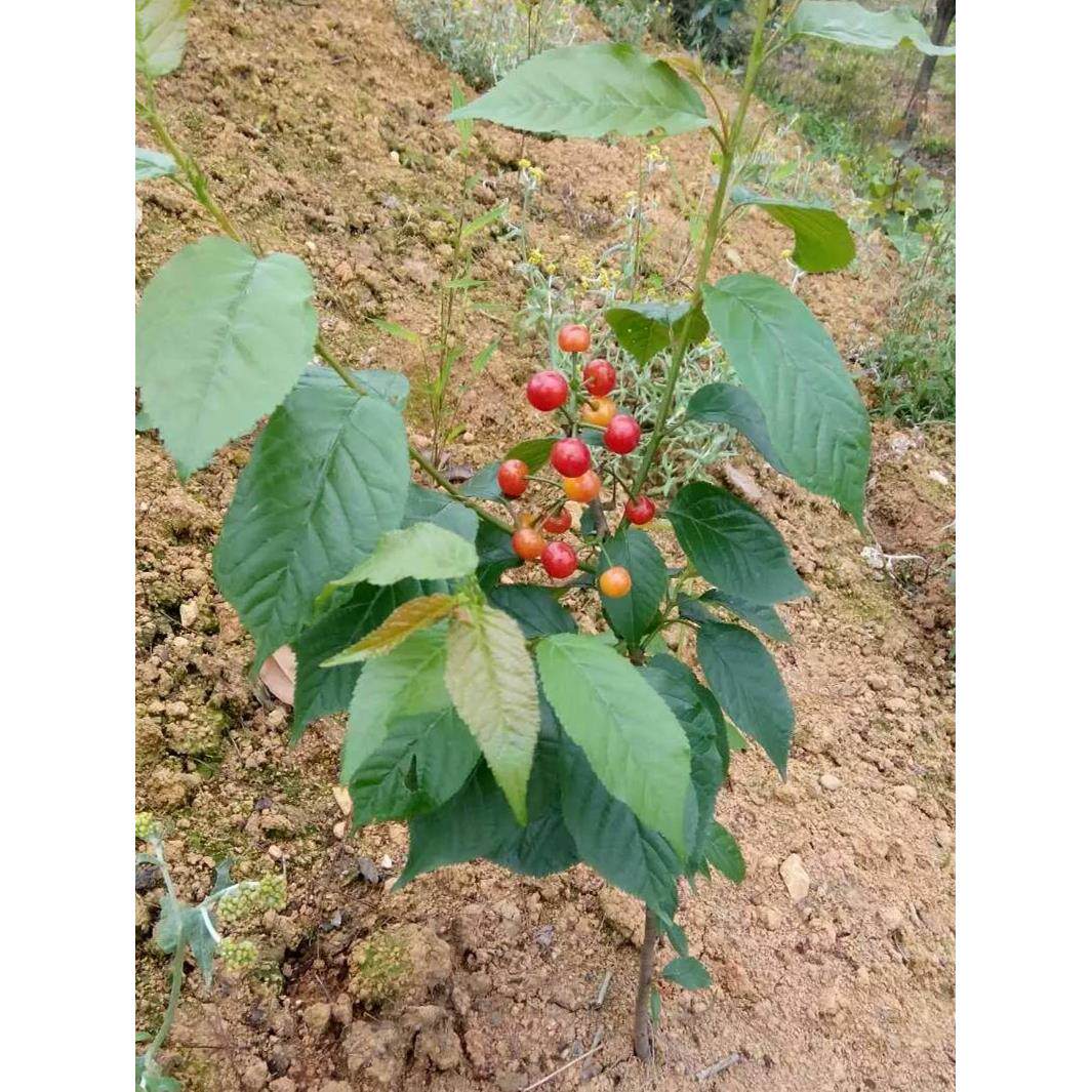 樱桃树树苗嫁接苗南方红妃盆栽果树果苗苗木四川樱桃苗黑珍珠乌皮