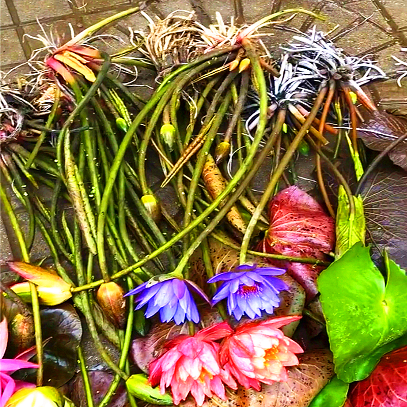 进口大睡莲花水培植物四季水养盆栽荷花池塘睡莲苗带花苞根块包活