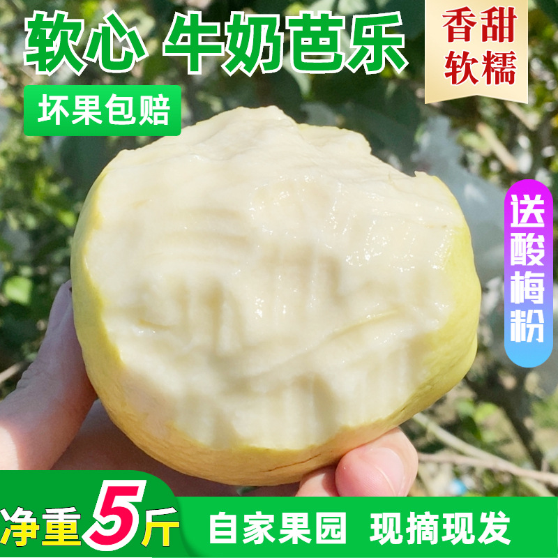黄金软心奶油芭乐新鲜现摘5斤装