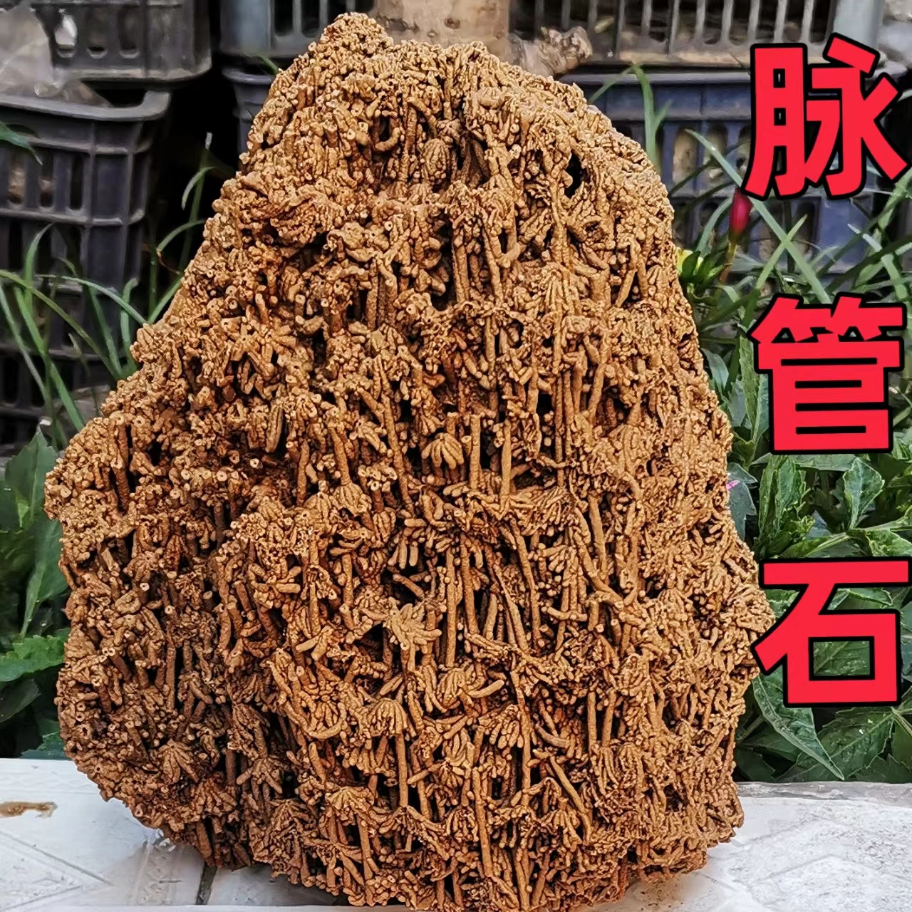 麦管石吸水天然原石天然假山