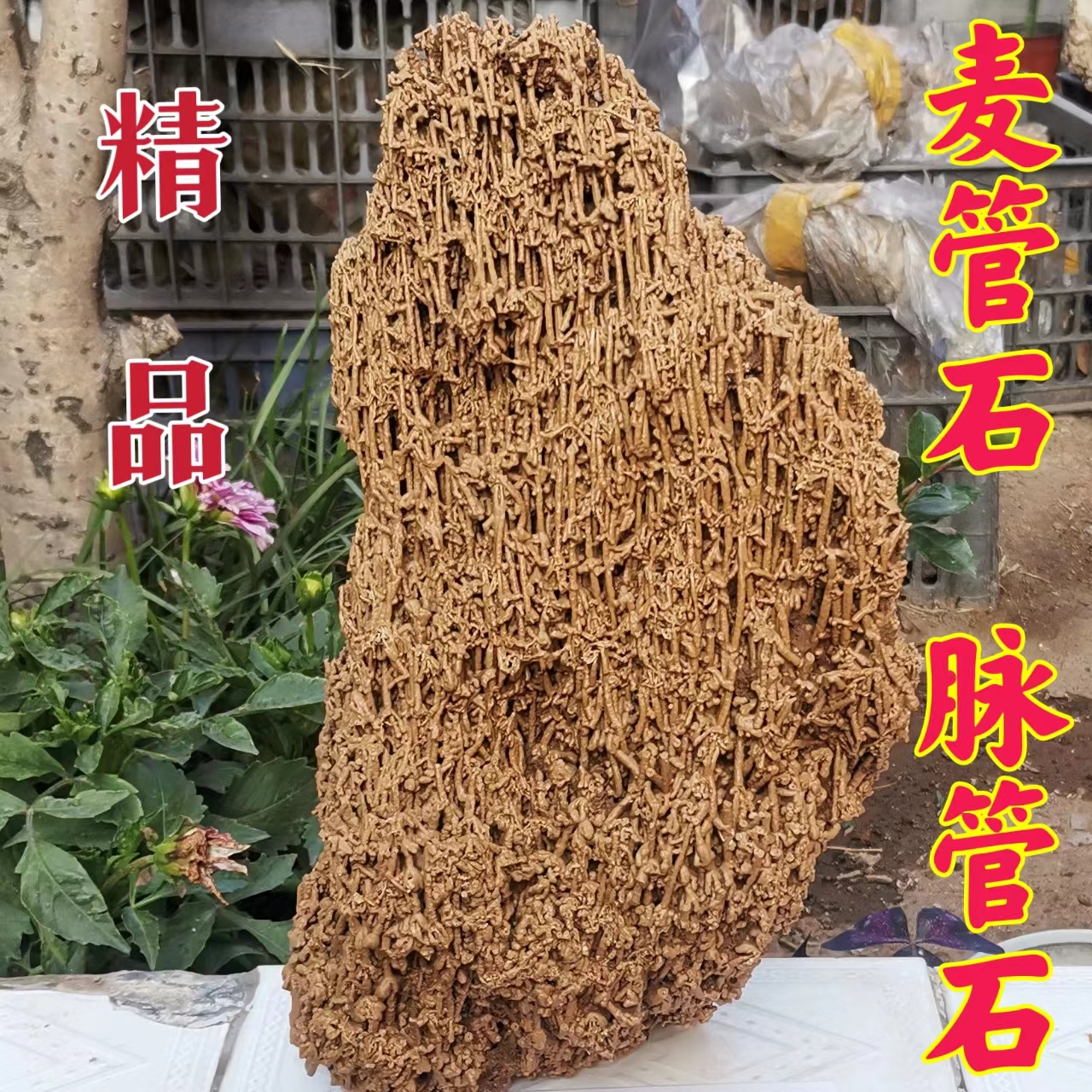 天然麦管石吸水石上假山脉管石