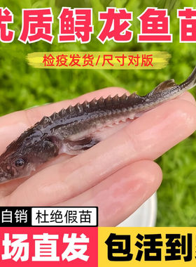 民江鲟鱼淡水养殖经济致富食用鱼