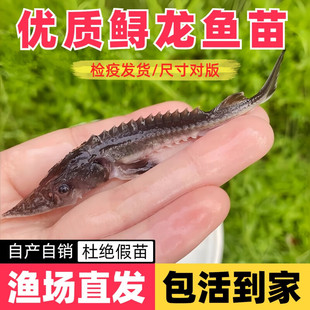 鲟鱼苗中华观赏食用鲟鱼西杂鲟尖嘴鲟杂交鲟淡水冷水养殖鲟龙鱼苗
