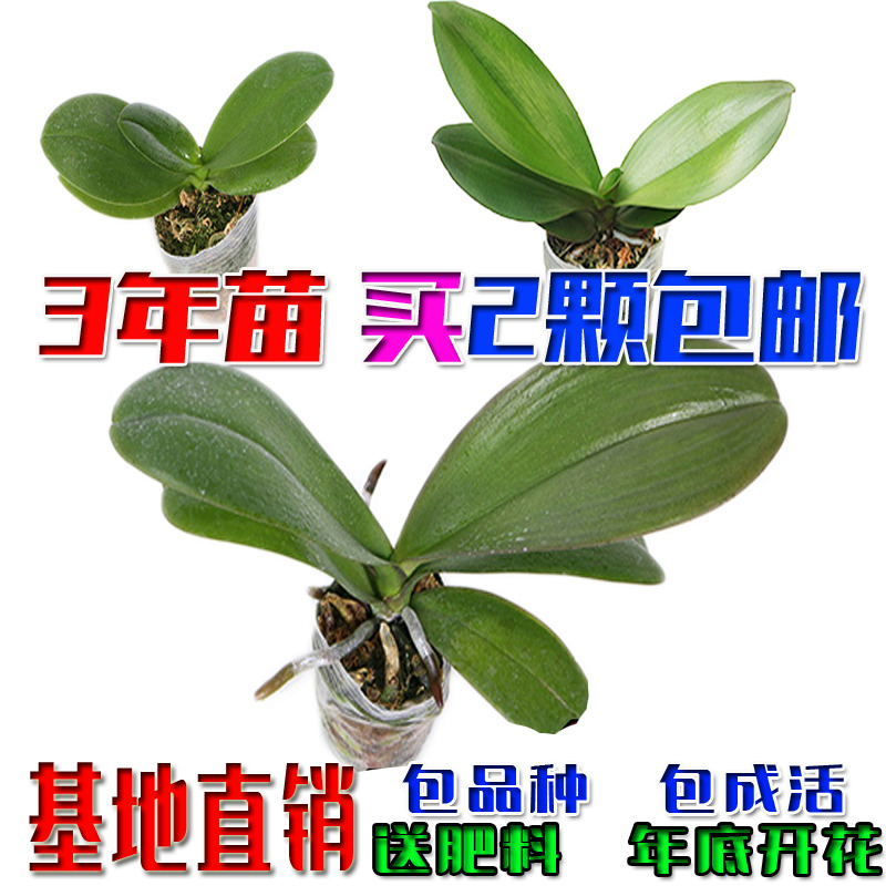 ÂÌÖ²ºûµûÀ¼»¨Ã绨»ÜÕæÏÊ»¨ÅèÔÔÖ²ÎïÊÒÄÚ¿ÍÌüÑǫ̂×ÀÃæÐ¡ÃçÓ×ÃçËļ¾