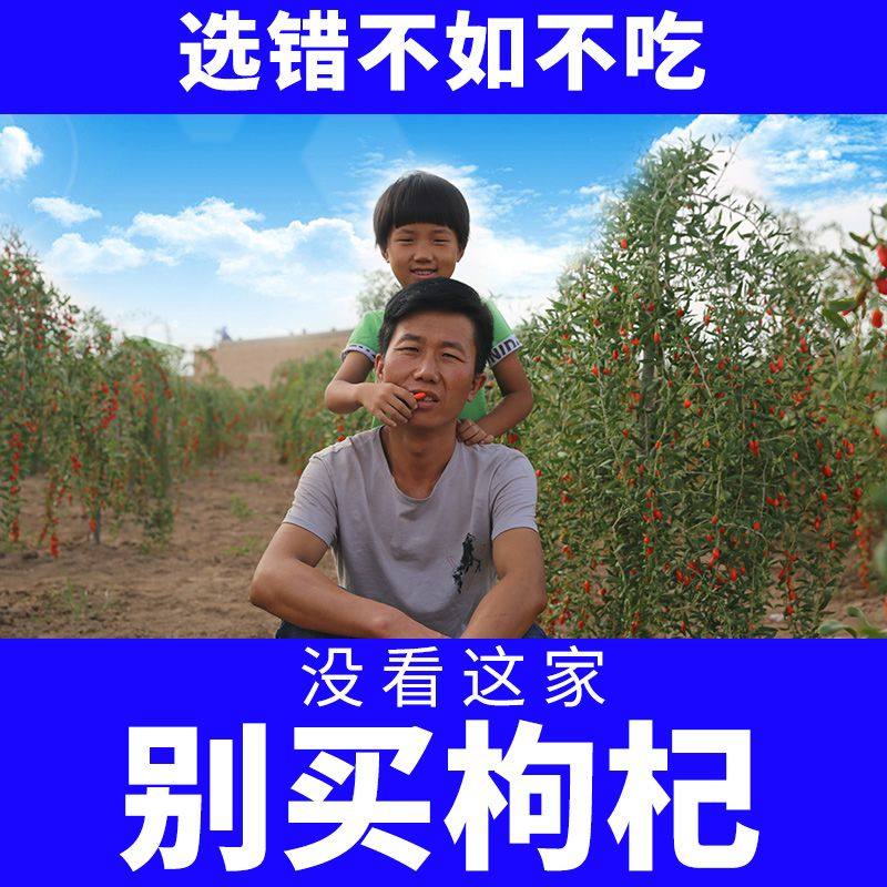 枸杞子宁夏500g泡水正宗中宁大粒构苟补气血男肾养生茶