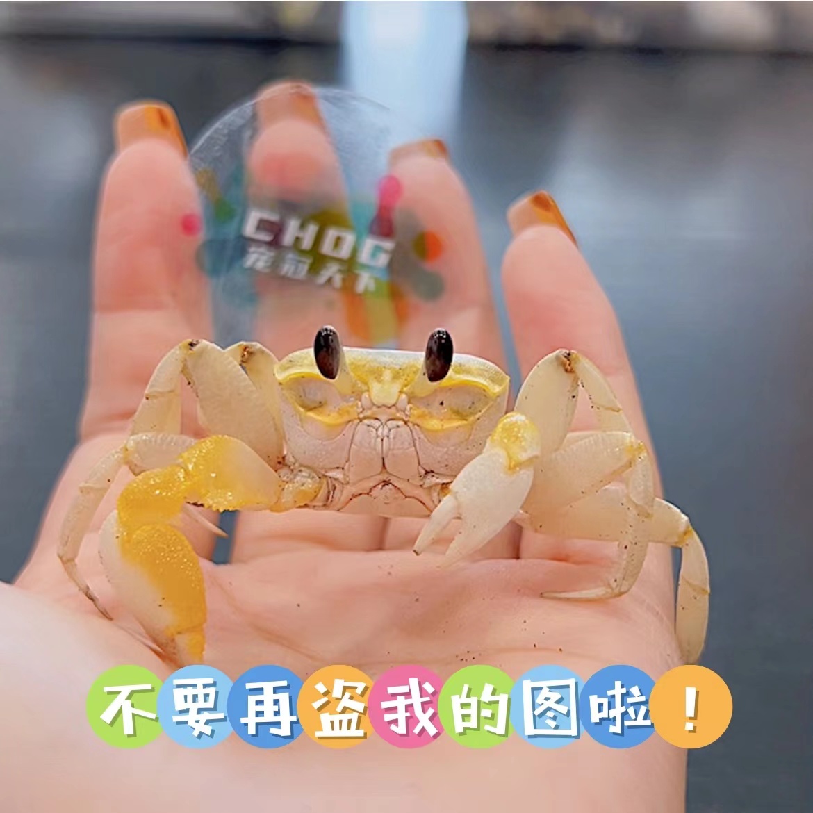 实拍视频挑选直播小沙蟹宠物活体陆生海水淡水活物小螃蟹包邮包活,宠物/宠物食品及用品,蟹,淘宝优惠券,粉丝福利购,淘宝优惠卷