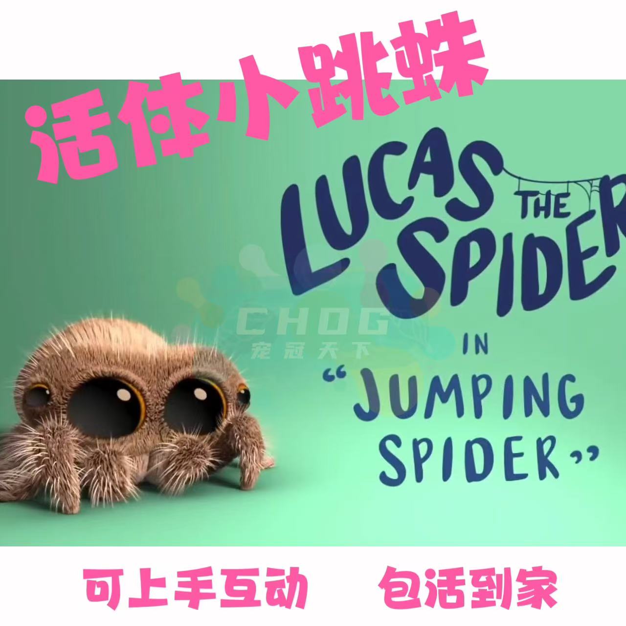【佛罗里达跳蛛活体】迷你蜘蛛桌面宠物好养卢卡斯寝室宠物男孩