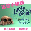 迷你蜘蛛桌面宠物好养卢卡斯寝室宠物男孩 佛罗里达跳蛛活体
